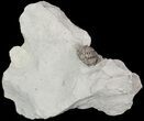 Enrolled Flexicalymene Trilobite - Ohio #47301-1